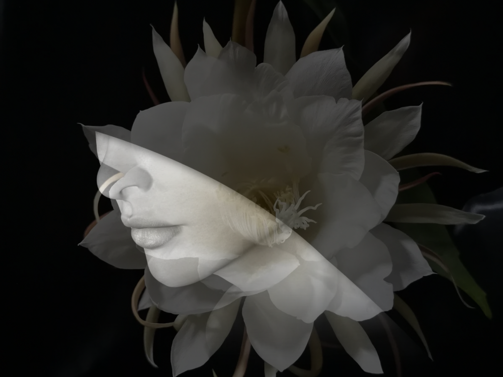 Surreal double exposure of a white flower and a woman’s lips and nose, blending natural beauty with feminine elegance against a dark background.