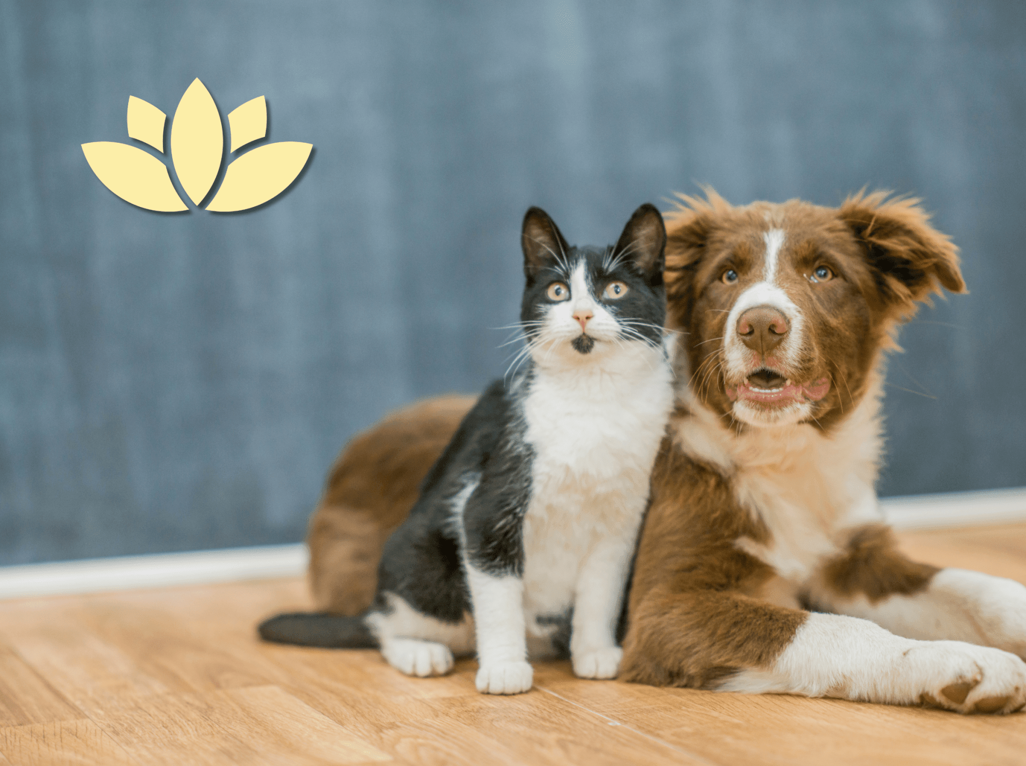 Dog and cat sitting together in a cozy home environment representing pet-safe living and candle use in a pet-friendly space