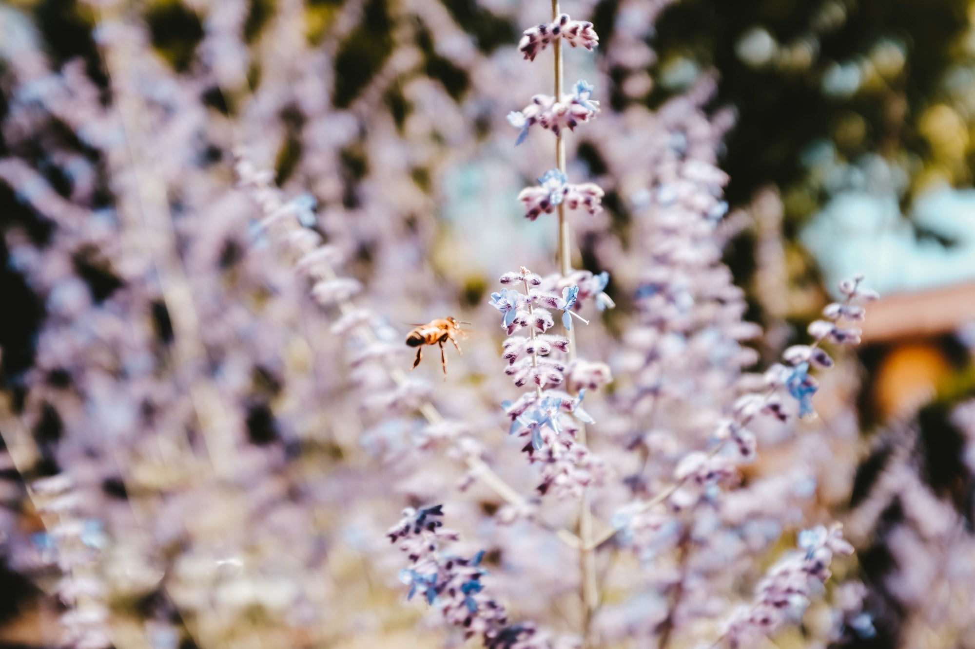 Wasp flying toward blooming lavender flowers in a sunlit garden with soft purple blossoms in the background