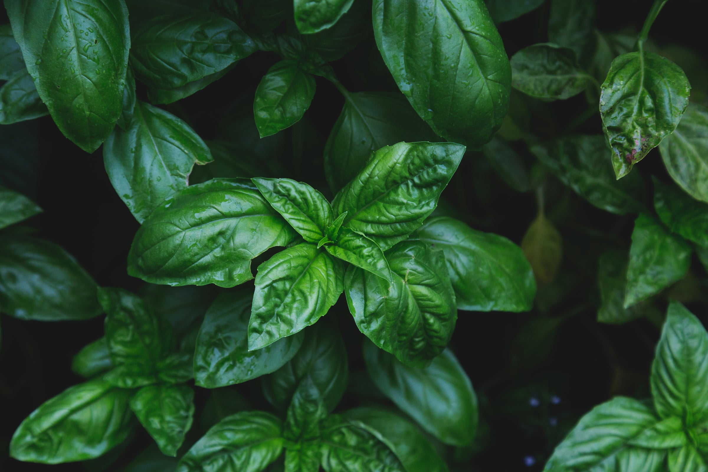 Close-up of fresh green basil leaves covered in dew, capturing the vibrant and natural essence of the herb.