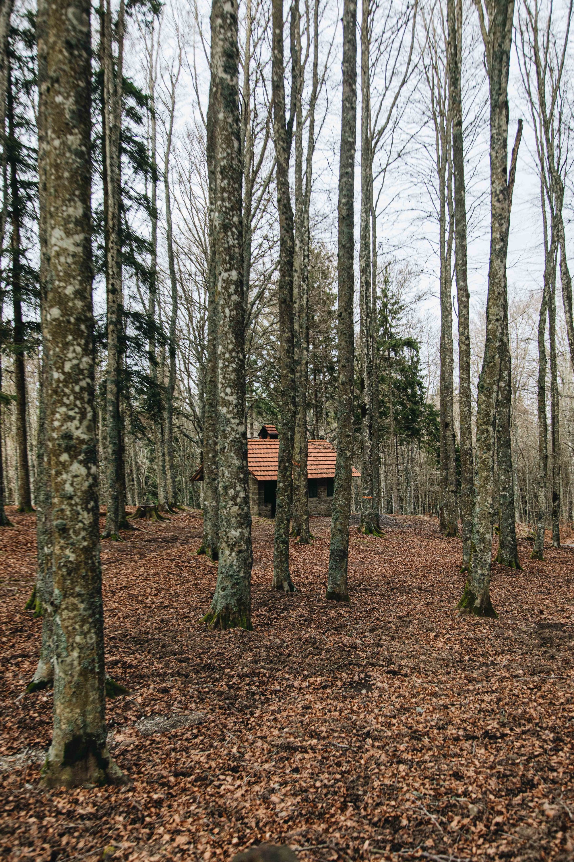 Small rustic cabin surrounded by tall trees in a quiet forest with fallen leaves covering the ground