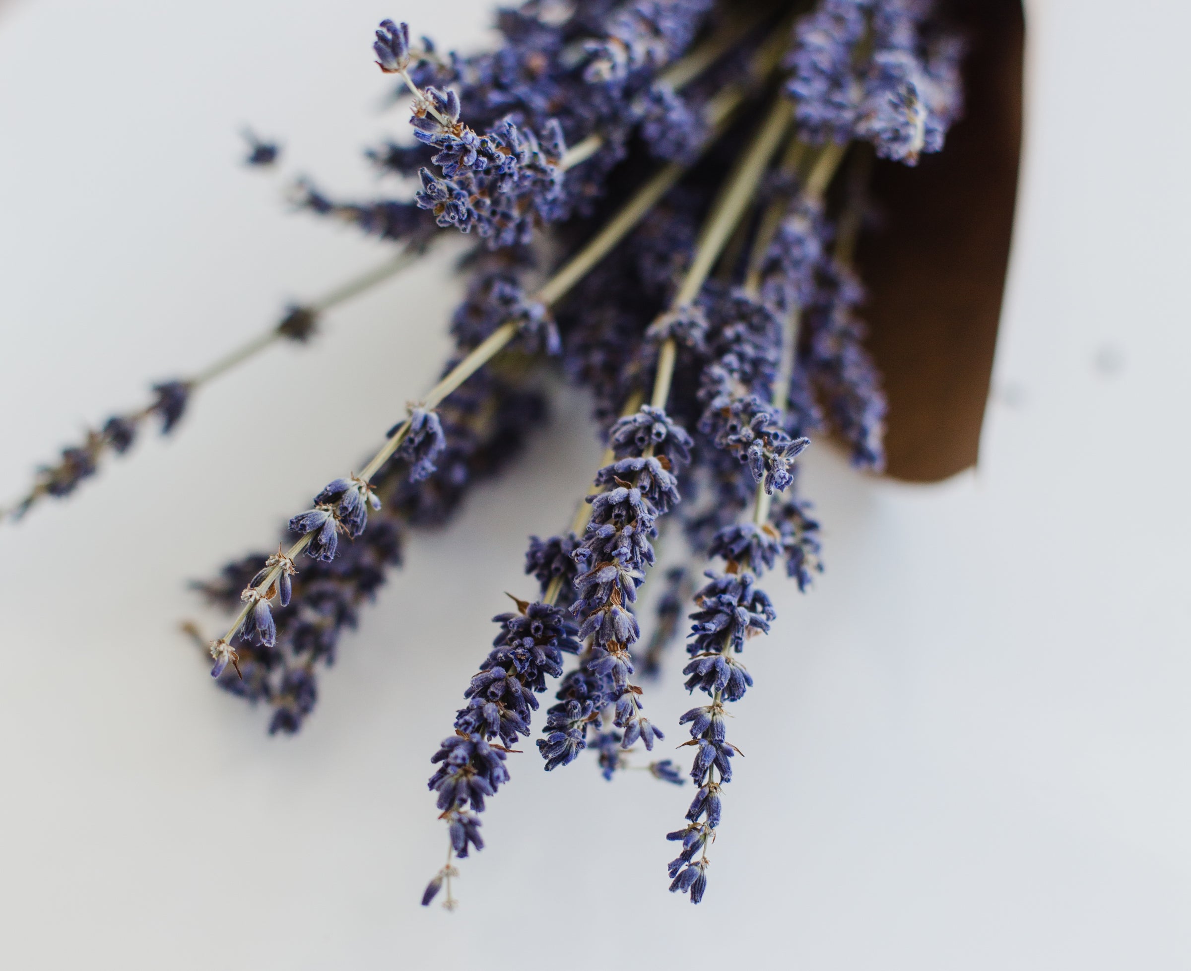 Close-up of dried lavender sprigs arranged on a white background, emphasizing their delicate purple hue and calming aesthetic.