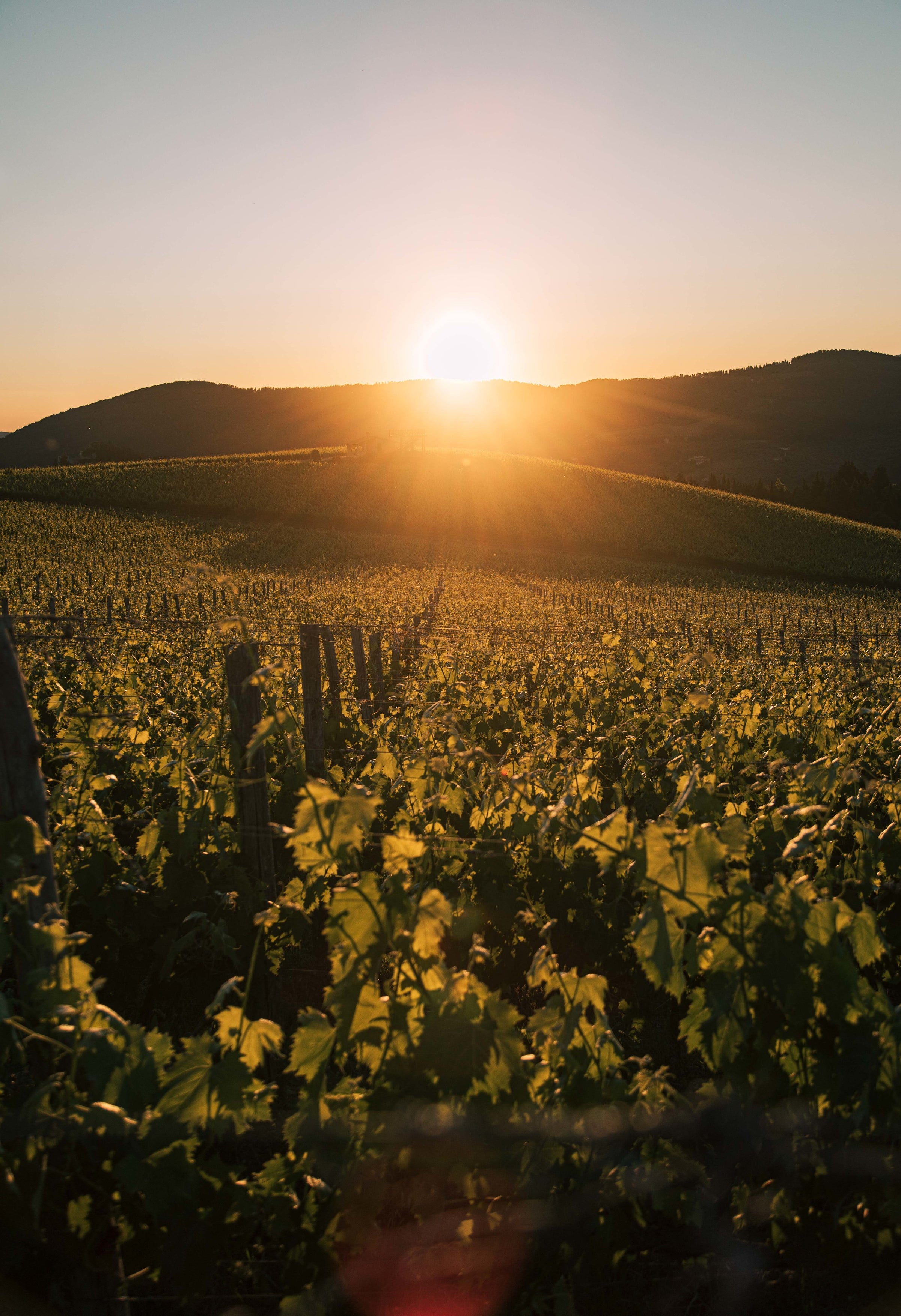 Golden sun setting over lush vineyard hills, casting long shadows across rows of grapevines.