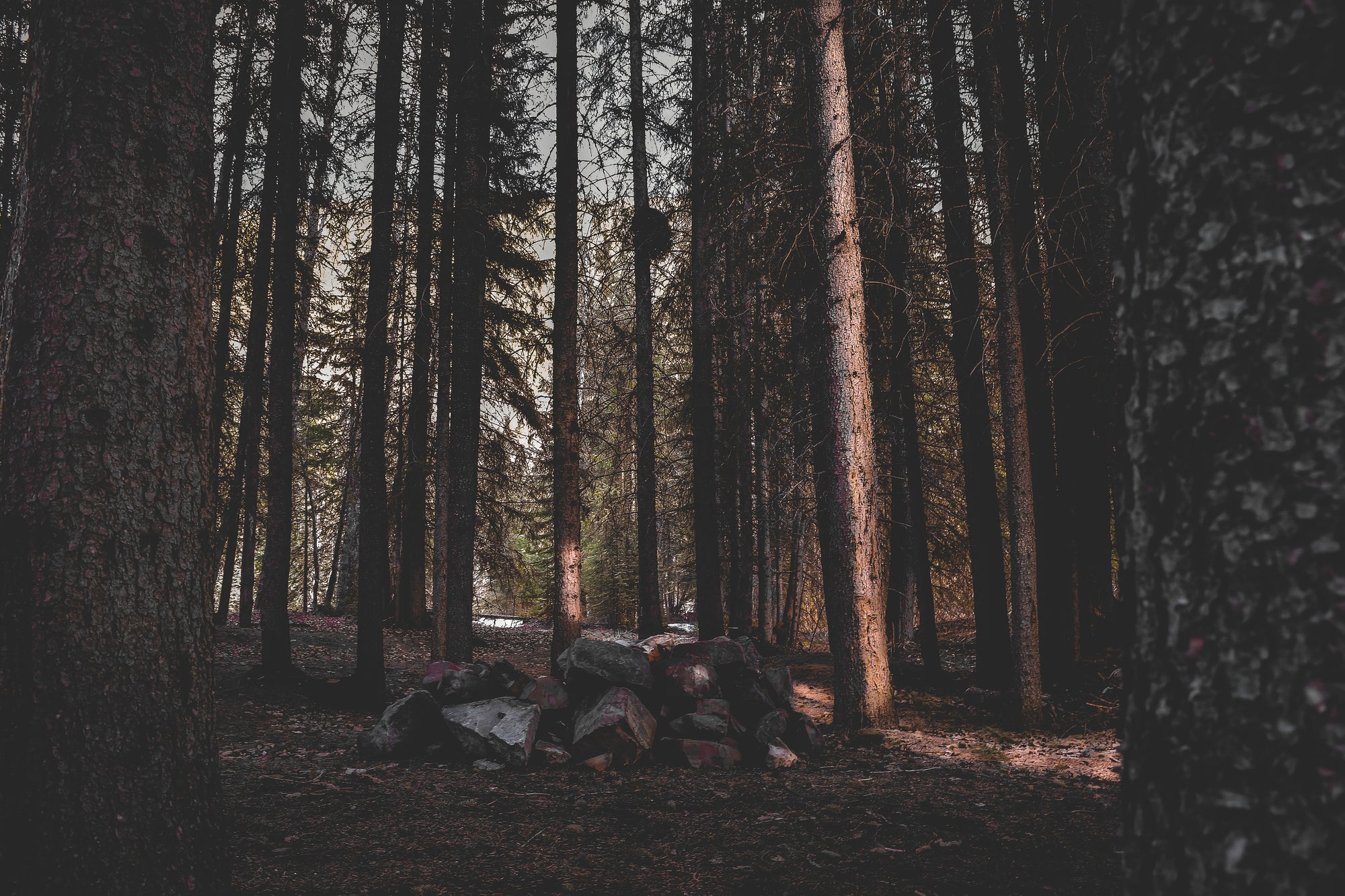 Stone rock pile in a dark wooded forest with sunlight filtering through tall pine trees