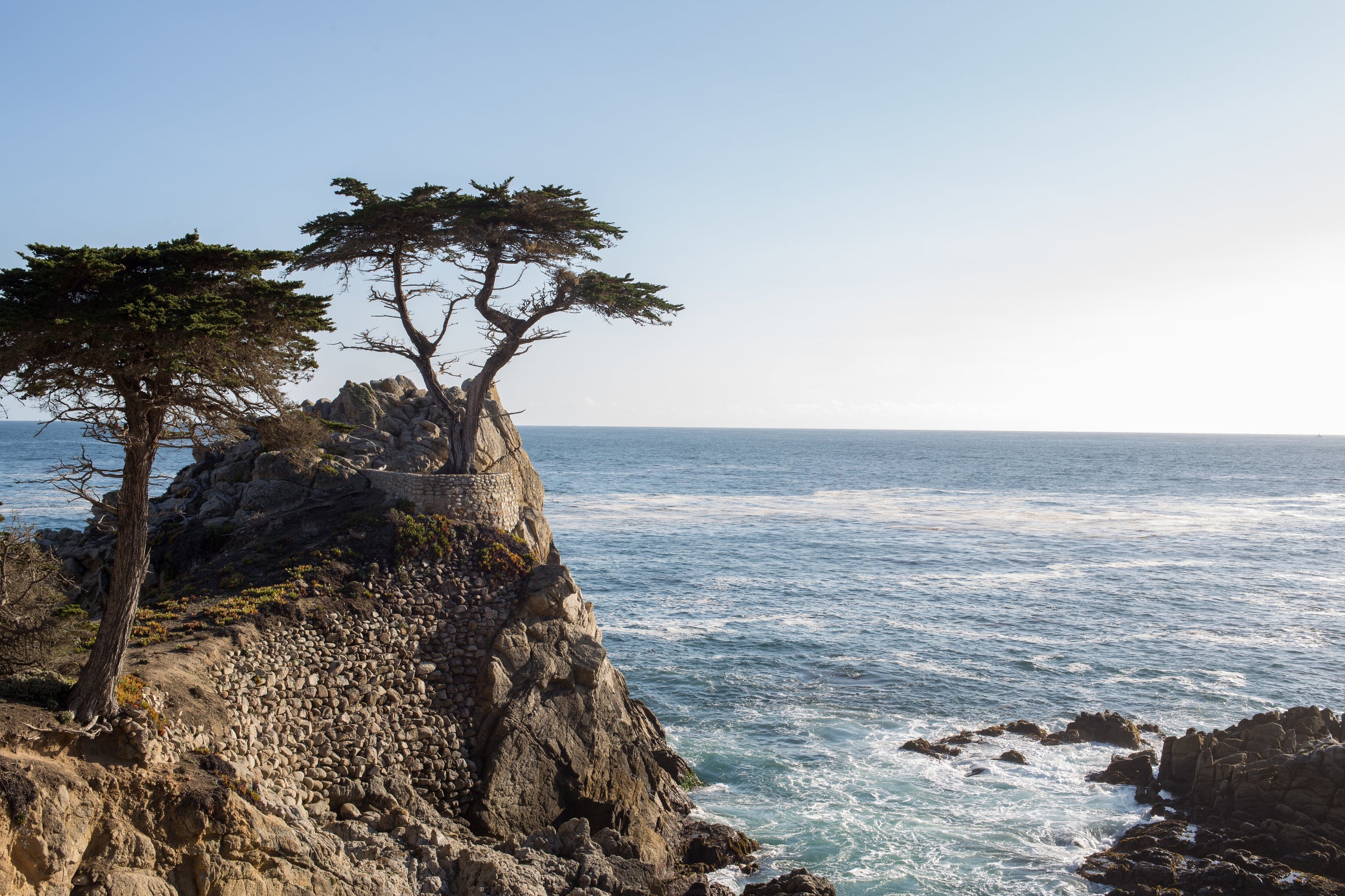 Windswept cypress trees growing on a rocky cliff overlooking the ocean, with waves gently crashing against the shoreline under a pale blue sky.
