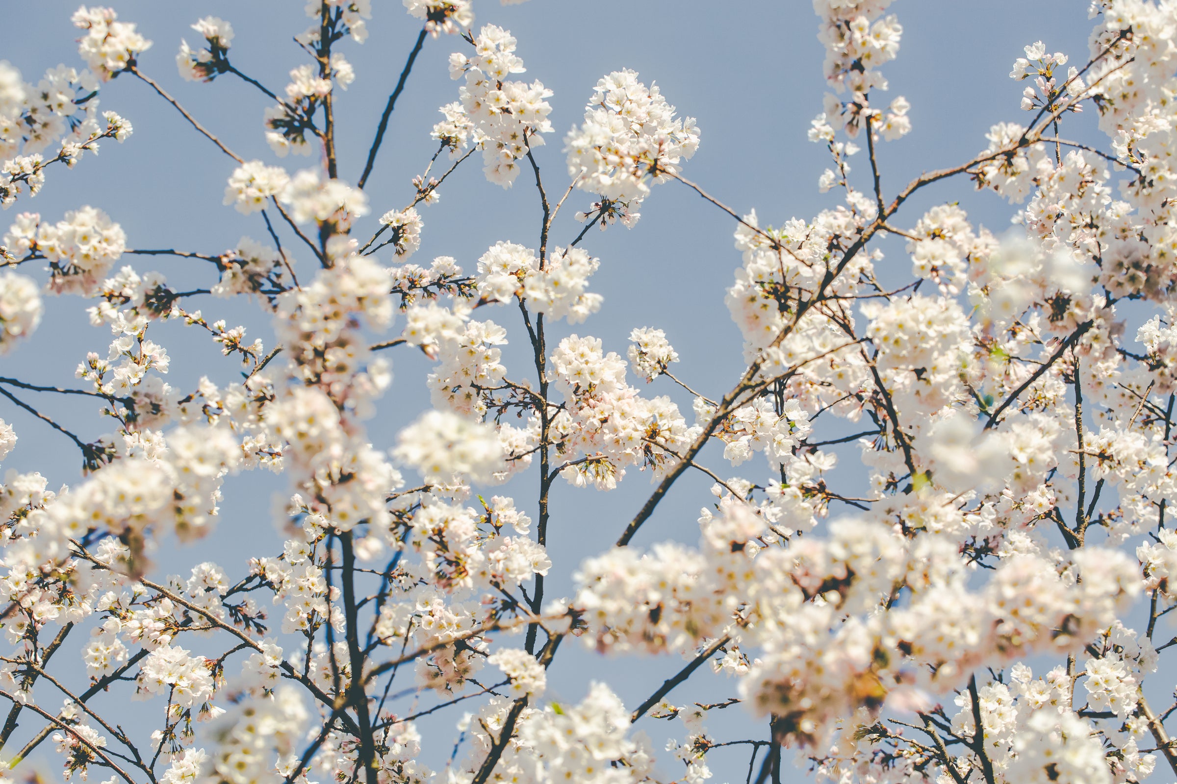 Springtime branches of white cherry blossoms in full bloom against a clear blue sky