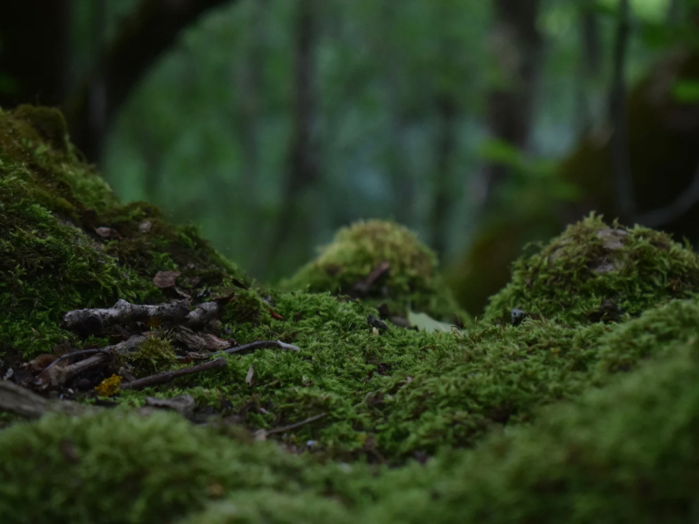 Close-up of a moss-covered forest floor with twigs and natural textures, set in a lush green woodland environment with soft, diffused light.